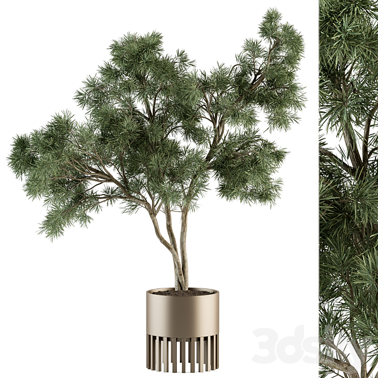 indoor Plant Set 337 – Tree in Gold pot 3DS Max Model - thumbnail 1