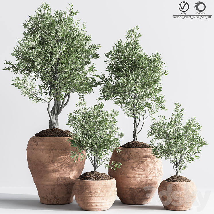 Indoor_Plant_olive_Set_10 3DS Max Model - thumbnail 1