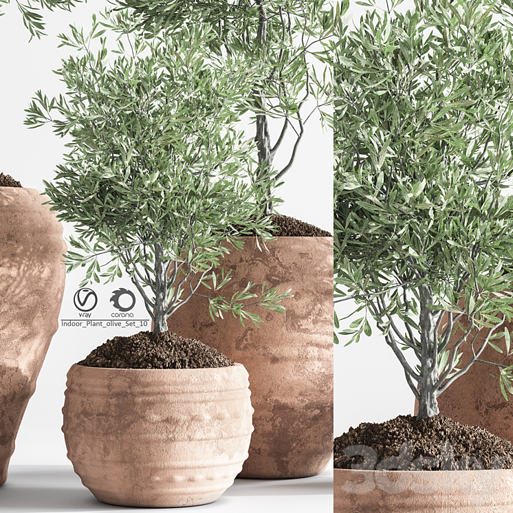Indoor_Plant_olive_Set_10 3DS Max Model - thumbnail 2
