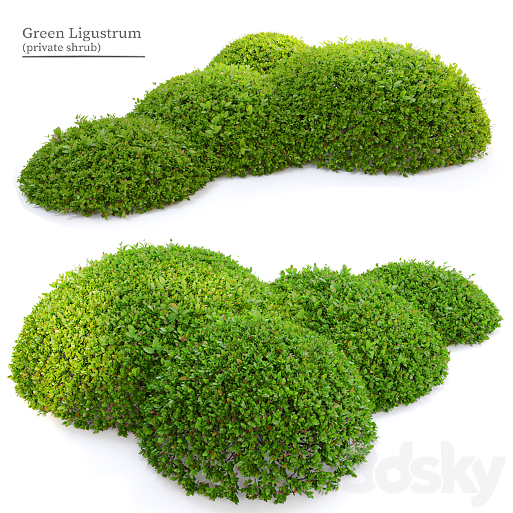 Green Ligustrum 3D Model