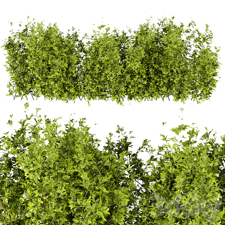 Collection plant vol 309 – bush – outdoor – leaf 3DS Max Model - thumbnail 2