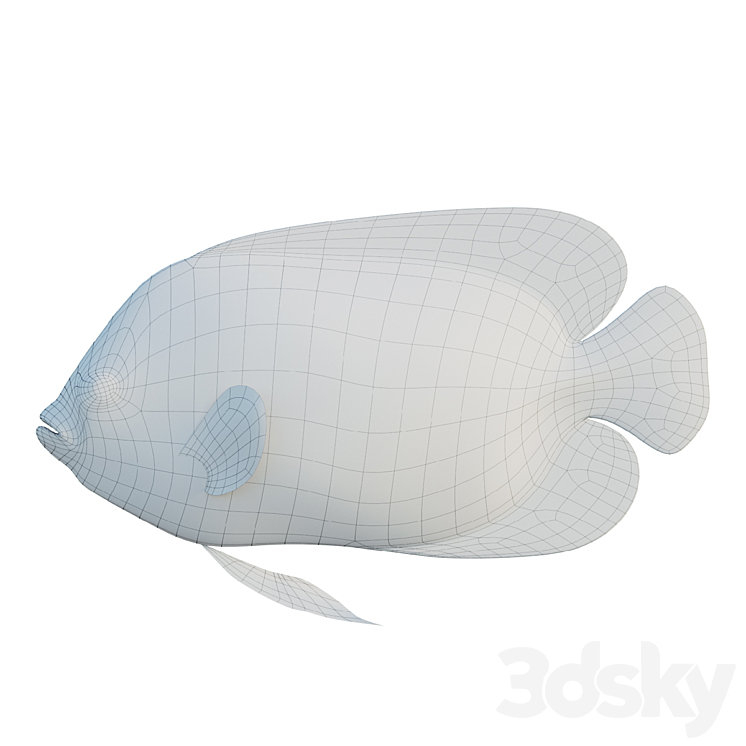 Blue girdled Angelfish set 03 3DS Max Model - thumbnail 2