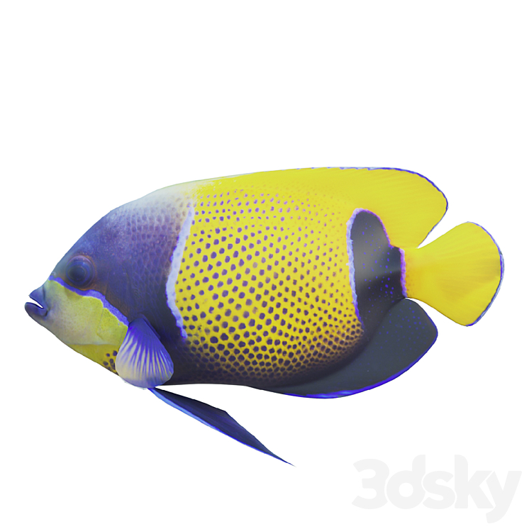 Blue girdled Angelfish set 04 3D Model