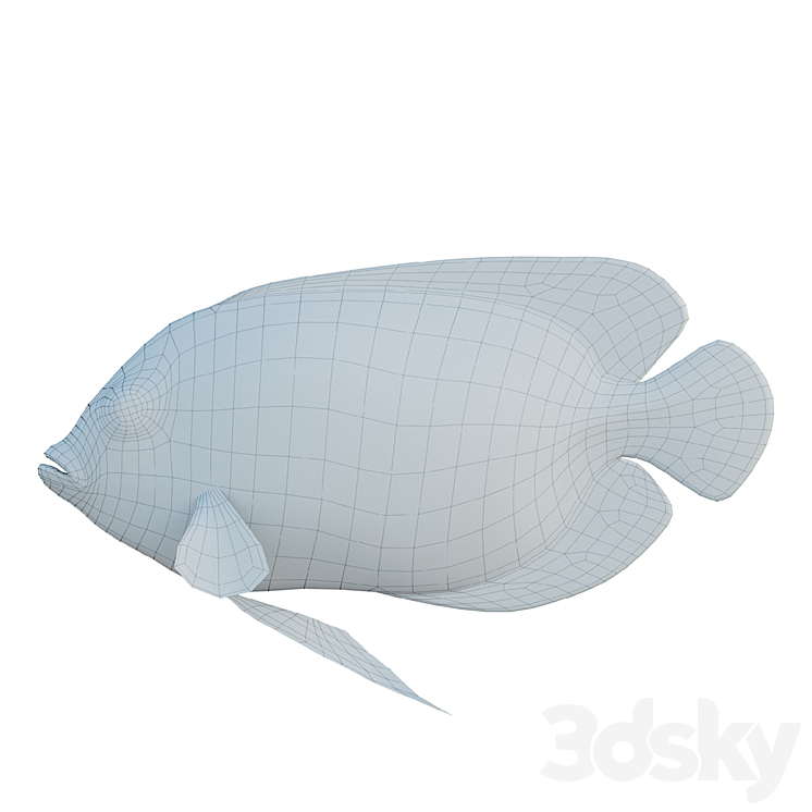 Blue girdled Angelfish set 04 3D Model Free