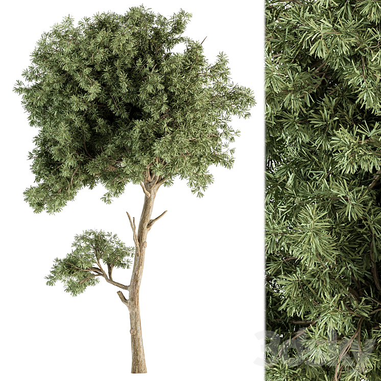 Small Tree Green Maple Needle – Set 71 3D Model