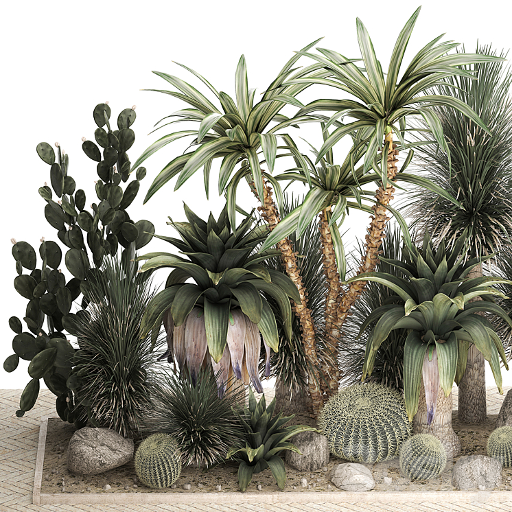 Collection of desert plants from cacti Yucca and prickly pear carnegie Dracaena thickets botanical garden. 1108. 3DS Max - thumbnail 2