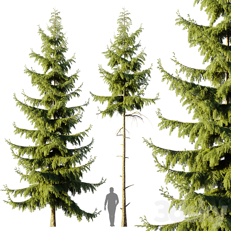 Pine Spruce 3D Model