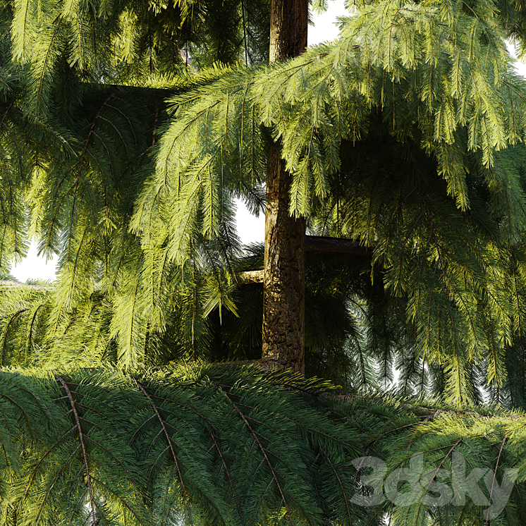 Pine Spruce 3D Model