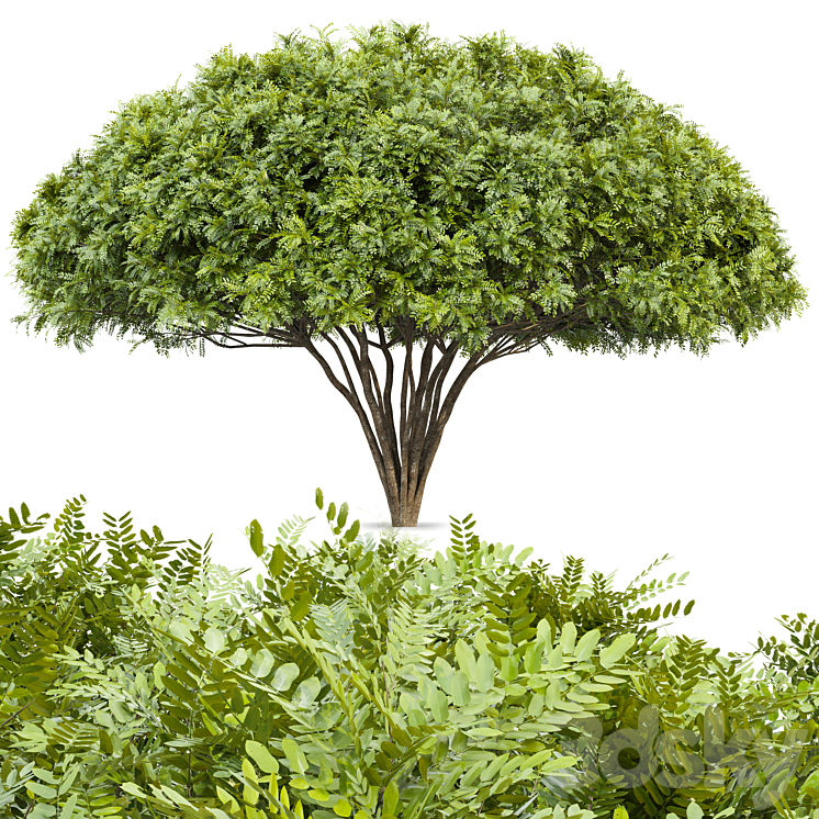 European Bladdernut Staphylea Pinnata and Palo verde trees 3DS Max - thumbnail 2