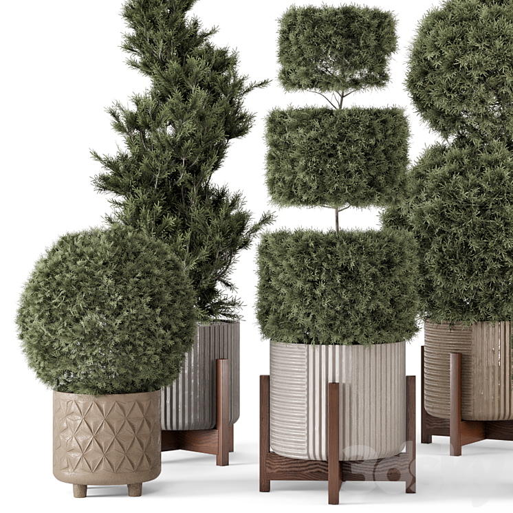 Outdoor Pine Plants in Concrete Pot – Set 522 3DS Max Model - thumbnail 2