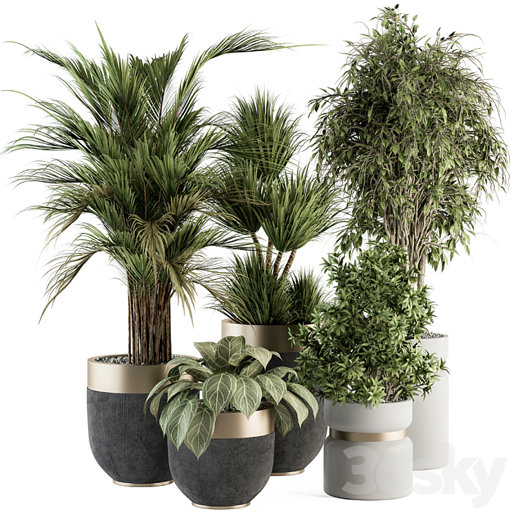 indoor Plant Set 362- Tree and Plant Set in Black and Gray pot 3DS Max - thumbnail 1