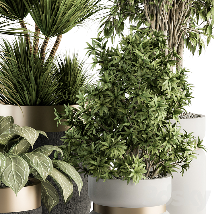 indoor Plant Set 362- Tree and Plant Set in Black and Gray pot 3DS Max - thumbnail 2