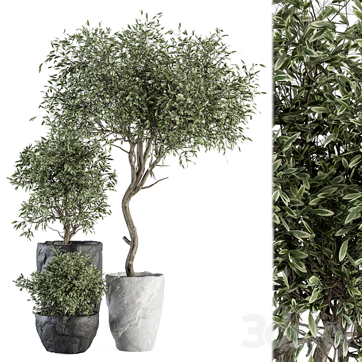Outdoor Plant Set 363 – Plant Set in Stone Pot 3DS Max Model - thumbnail 1
