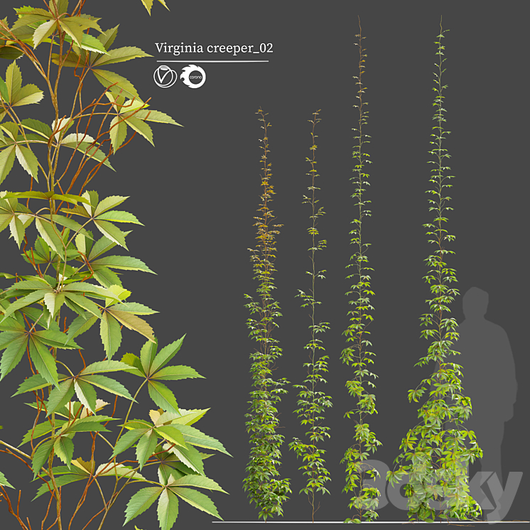 virginia creeper_02 Free Download