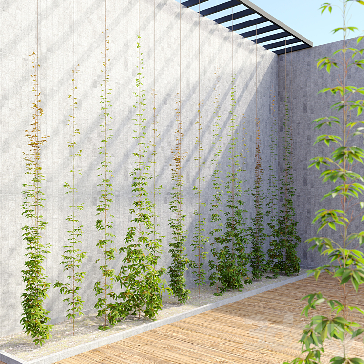 virginia creeper_02 3D Model Free