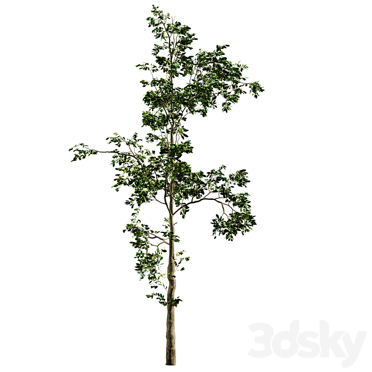Fb283 Sapling Growth Tree 1 Mat Tree 3D model