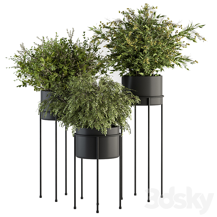 indoor Plant Set 371- Bush and Plant Set in Black stand 3DS Max - thumbnail 1