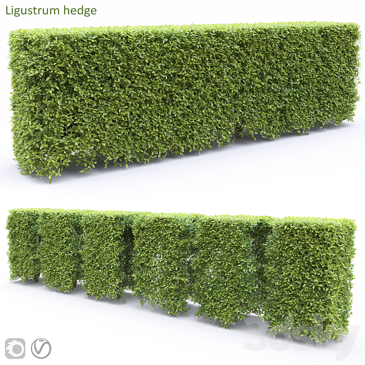 Ligustrum 3D Model