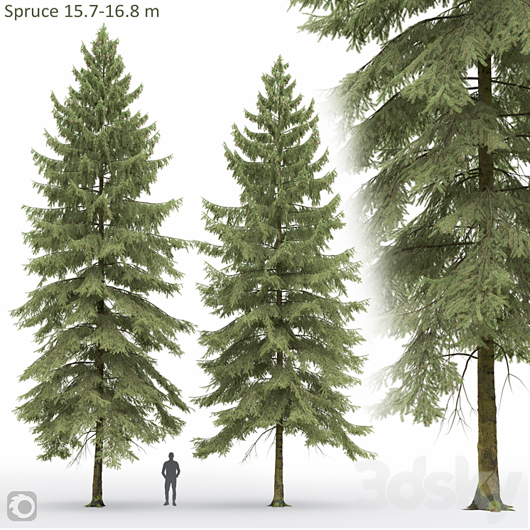 Spruce 3D Model