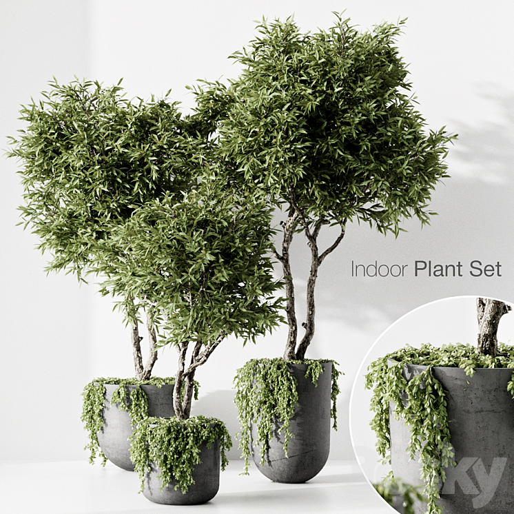 indoor plant 3DS Max - thumbnail 1