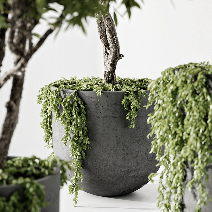 indoor plant 3DS Max - thumbnail 2