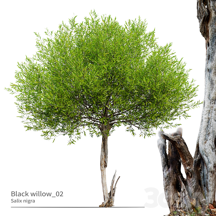 Black willow_02 3D Model