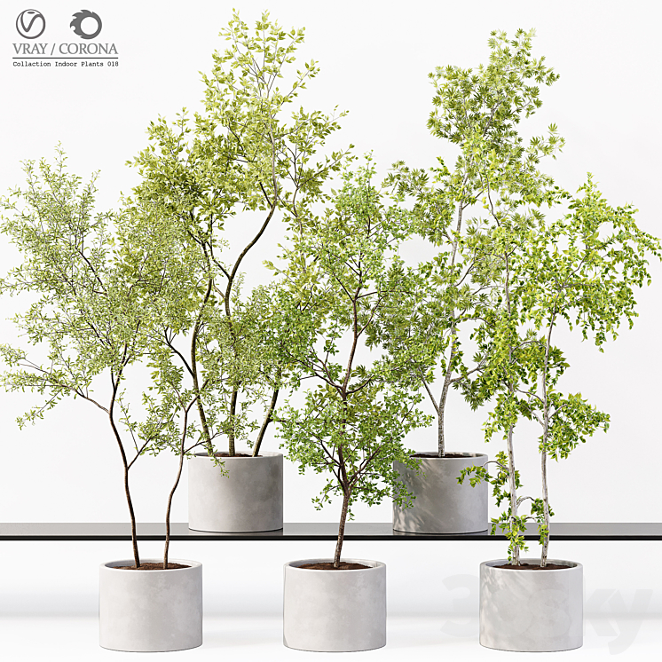 Collection Indoor Plants 018 3DS Max Model - thumbnail 1