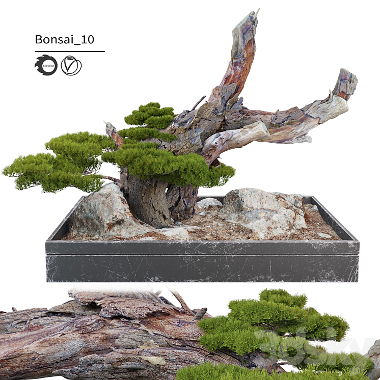 Bonsai plant_10 3DS Max Model - thumbnail 1