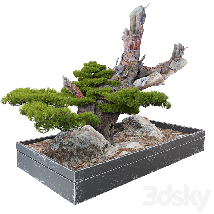 Bonsai plant_10 3DS Max Model - thumbnail 2
