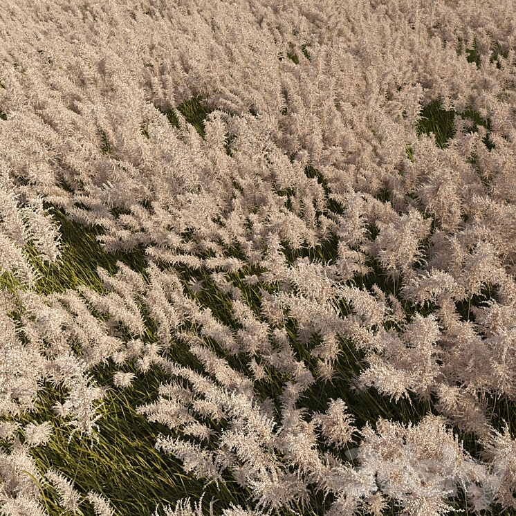 Pampas grass 3D Model Free
