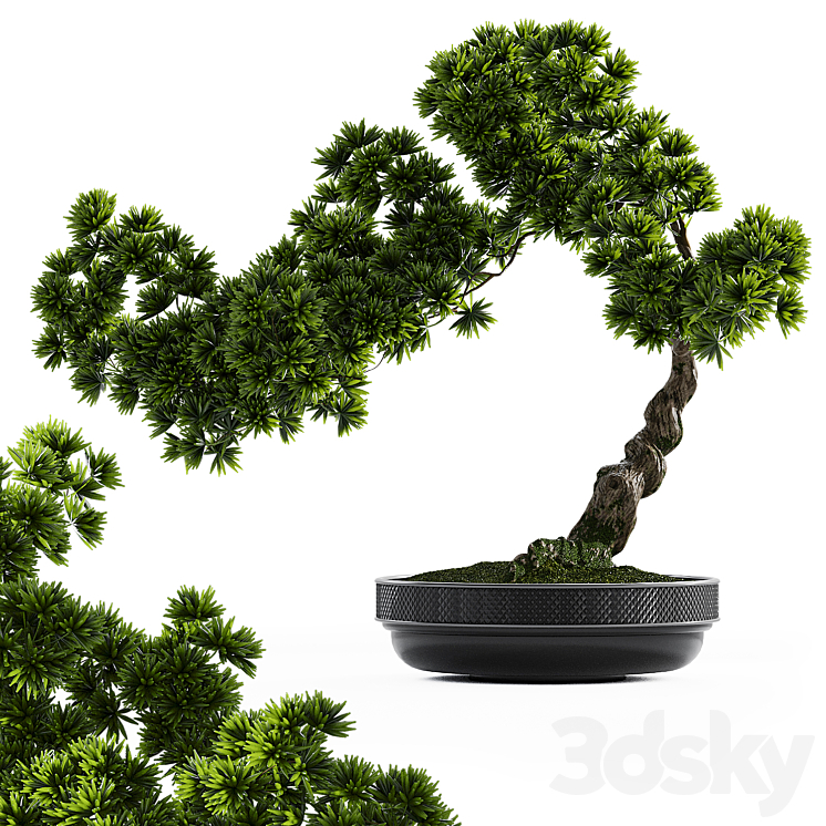Bonsai plant Free Download