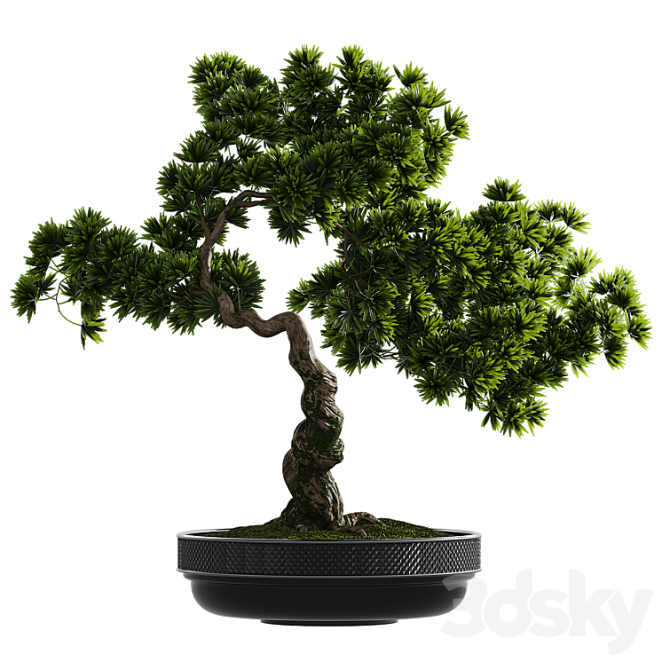 Bonsai plant 3D Model Free