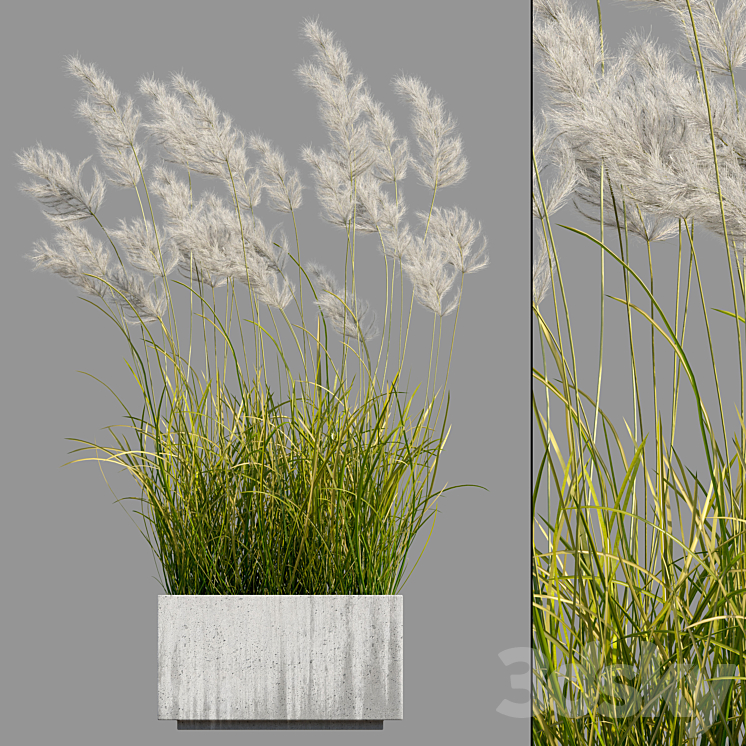 pampas grass 3 3D Model