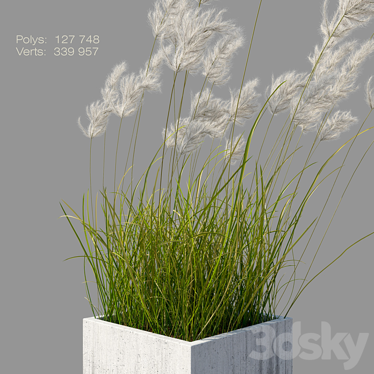 pampas grass 3 3D Model Free