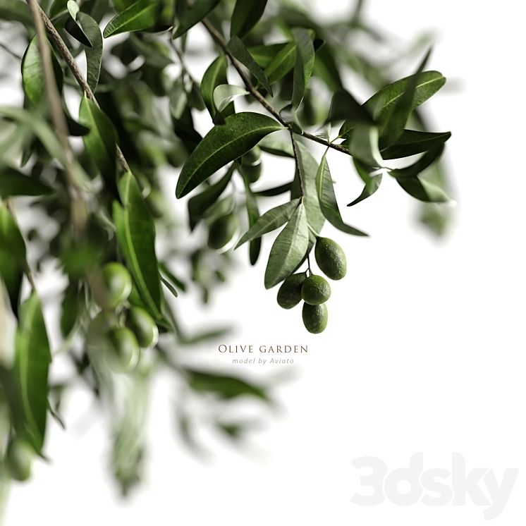 olive garden 3DS Max Model - thumbnail 2