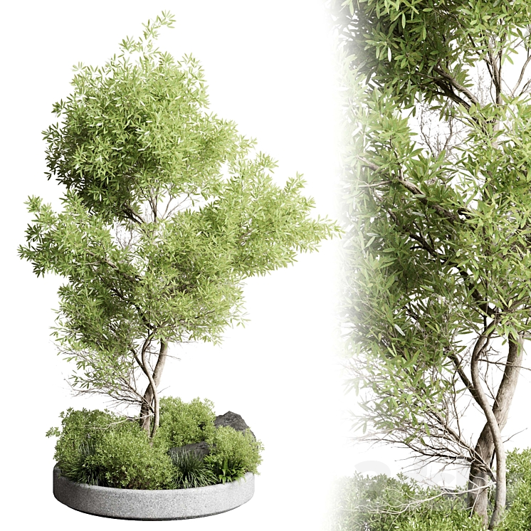 Collection outdoor indoor 85 pot plant & tree & bush 3DS Max - thumbnail 1