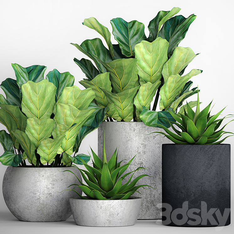 The collection of plants in pots 18. ficus lyre flower pot flowerpot concrete bush agave interior decorative lyrata 3DS Max - thumbnail 1