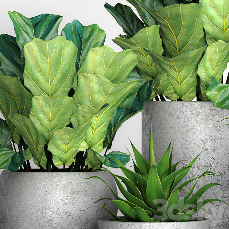 The collection of plants in pots 18. ficus lyre flower pot flowerpot concrete bush agave interior decorative lyrata 3DS Max - thumbnail 2