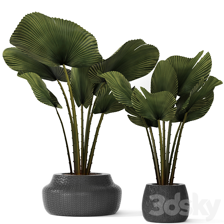 A collection of palms in pots 3. likuala palm tree flower pot bush 3DS Max Model - thumbnail 1