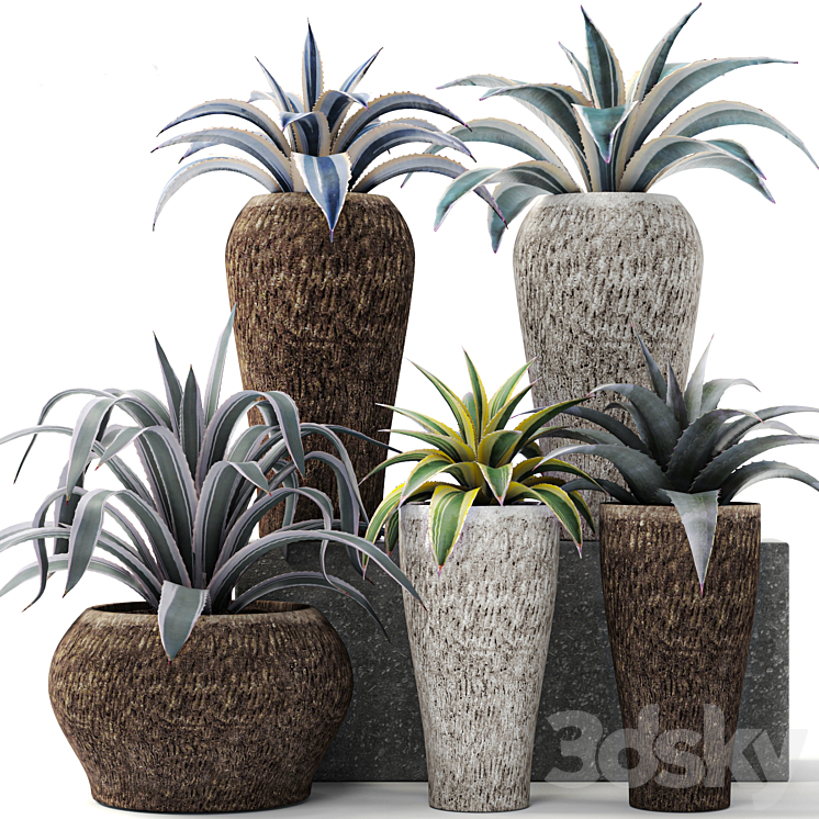Agave collection agave bush pot flower outdoor flowerpot desert plants landscape design 3DS Max - thumbnail 1