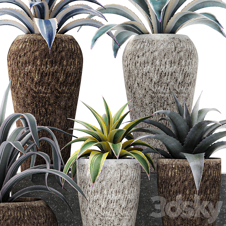 Agave collection agave bush pot flower outdoor flowerpot desert plants landscape design 3DS Max - thumbnail 2