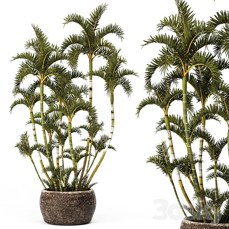 Roystonea decorative palm tree outdoor flowerpot pot bushes tropical exotic 3DS Max Model - thumbnail 1