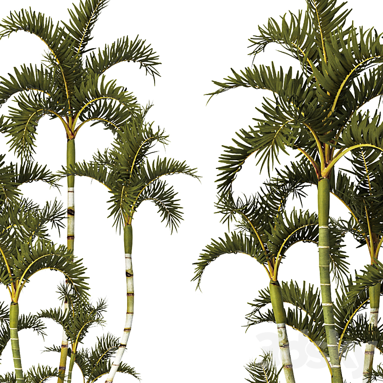 Roystonea decorative palm tree outdoor flowerpot pot bushes tropical exotic 3DS Max Model - thumbnail 2