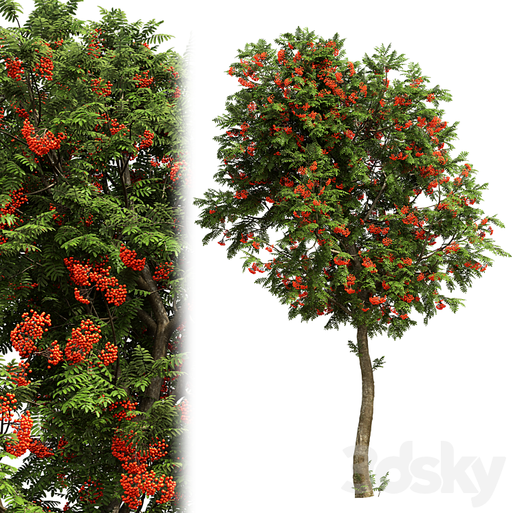 Rowan #03 3D Model