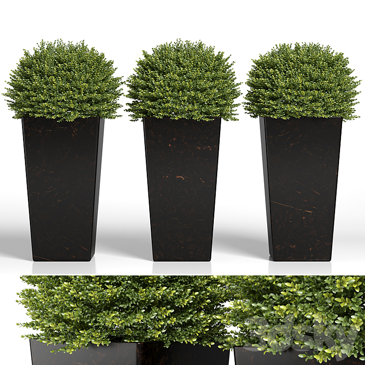 Buxus sempervirens in modern planters 3DS Max Model - thumbnail 1