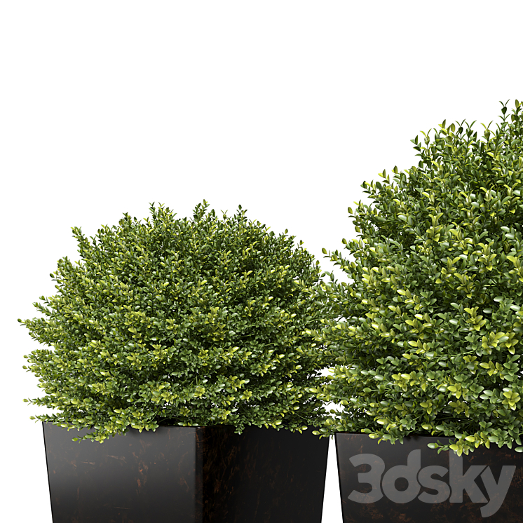 Buxus sempervirens in modern planters 3DS Max Model - thumbnail 2