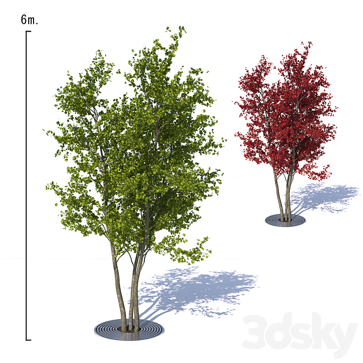 Urban Maple Tree 3D Model