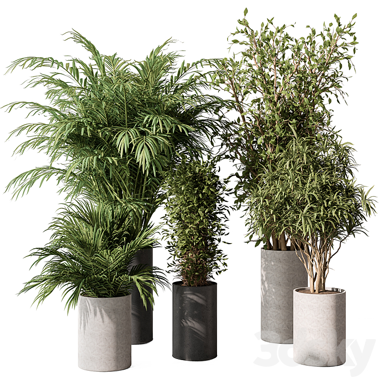 indoor Plant Set 386- Tree and Plant Set in pot 3DS Max - thumbnail 1