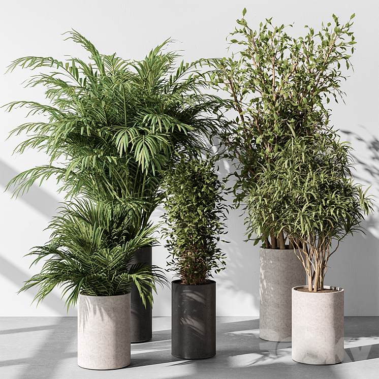 indoor Plant Set 386- Tree and Plant Set in pot 3DS Max - thumbnail 2