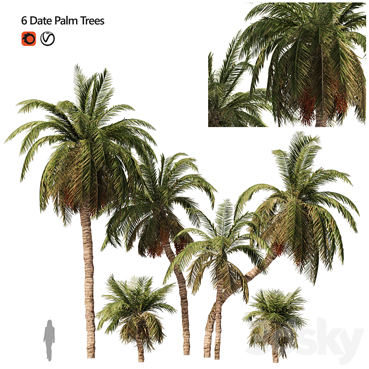 6 Arbian Date Palm Trees 3D Model